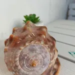Maris * سبليت